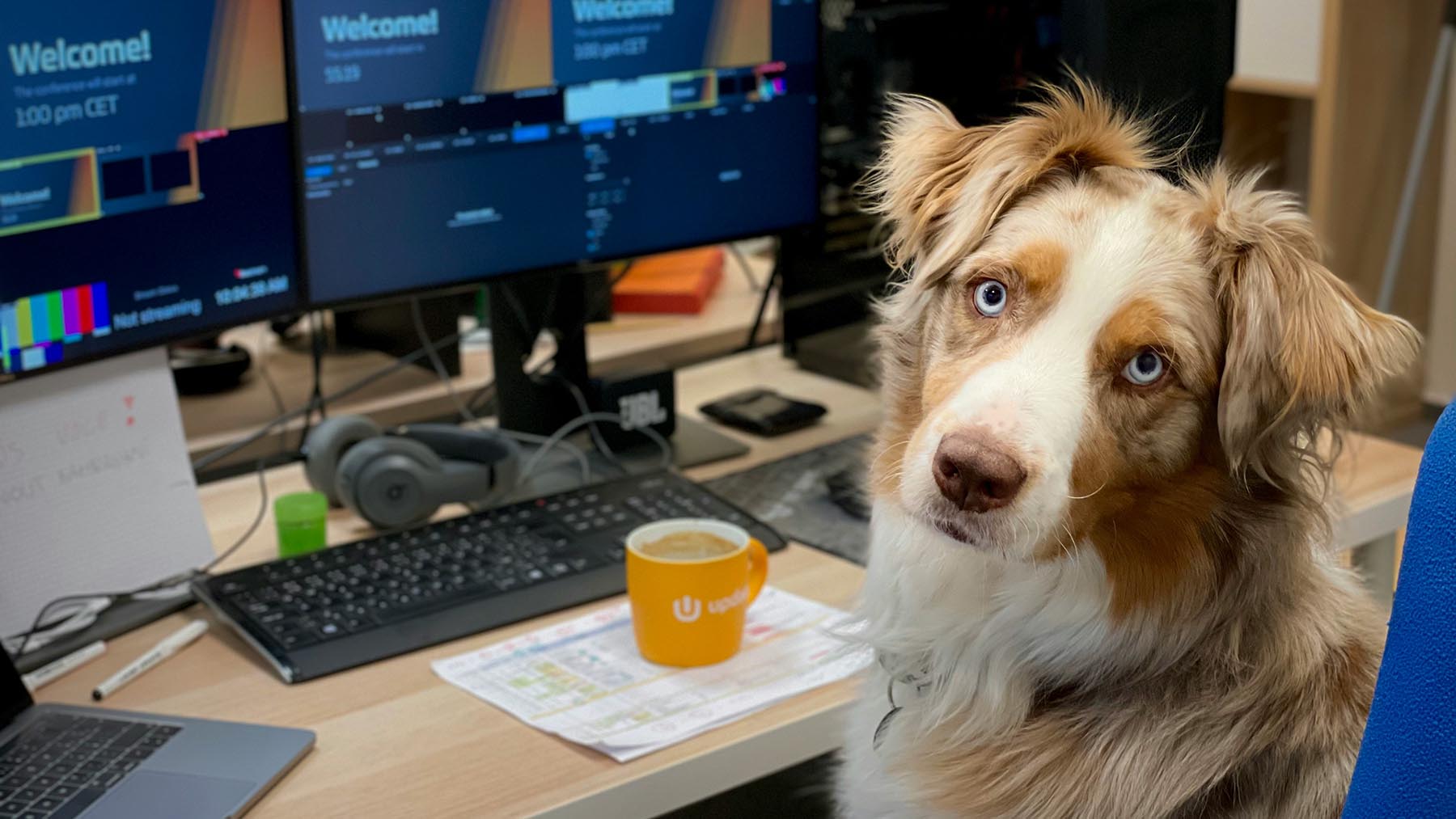 En hund sitter på en kontorsstol vid ett skrivbord med flera skärmar och en kaffekopp framför sig.
