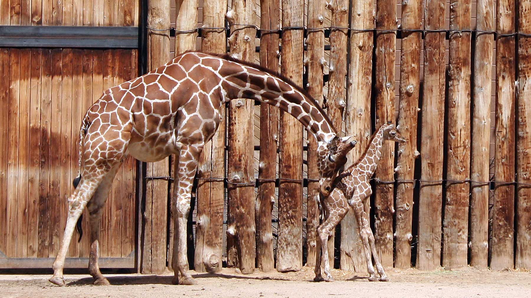 Giraff som knuffar sitt barn framför sig i en "nudge"