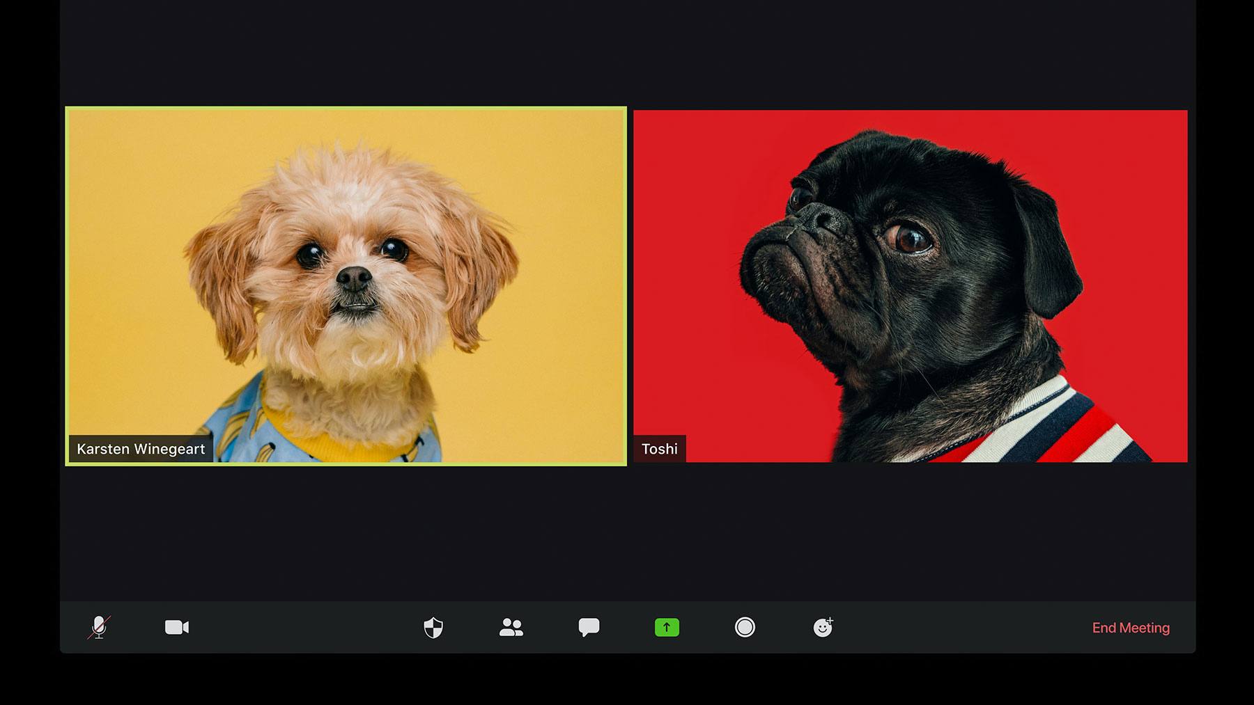 Två hundar i videokonferens...