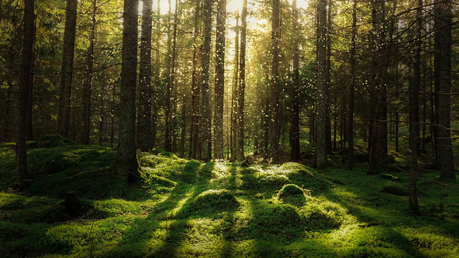 Foto av en skog med mossa och tallar.