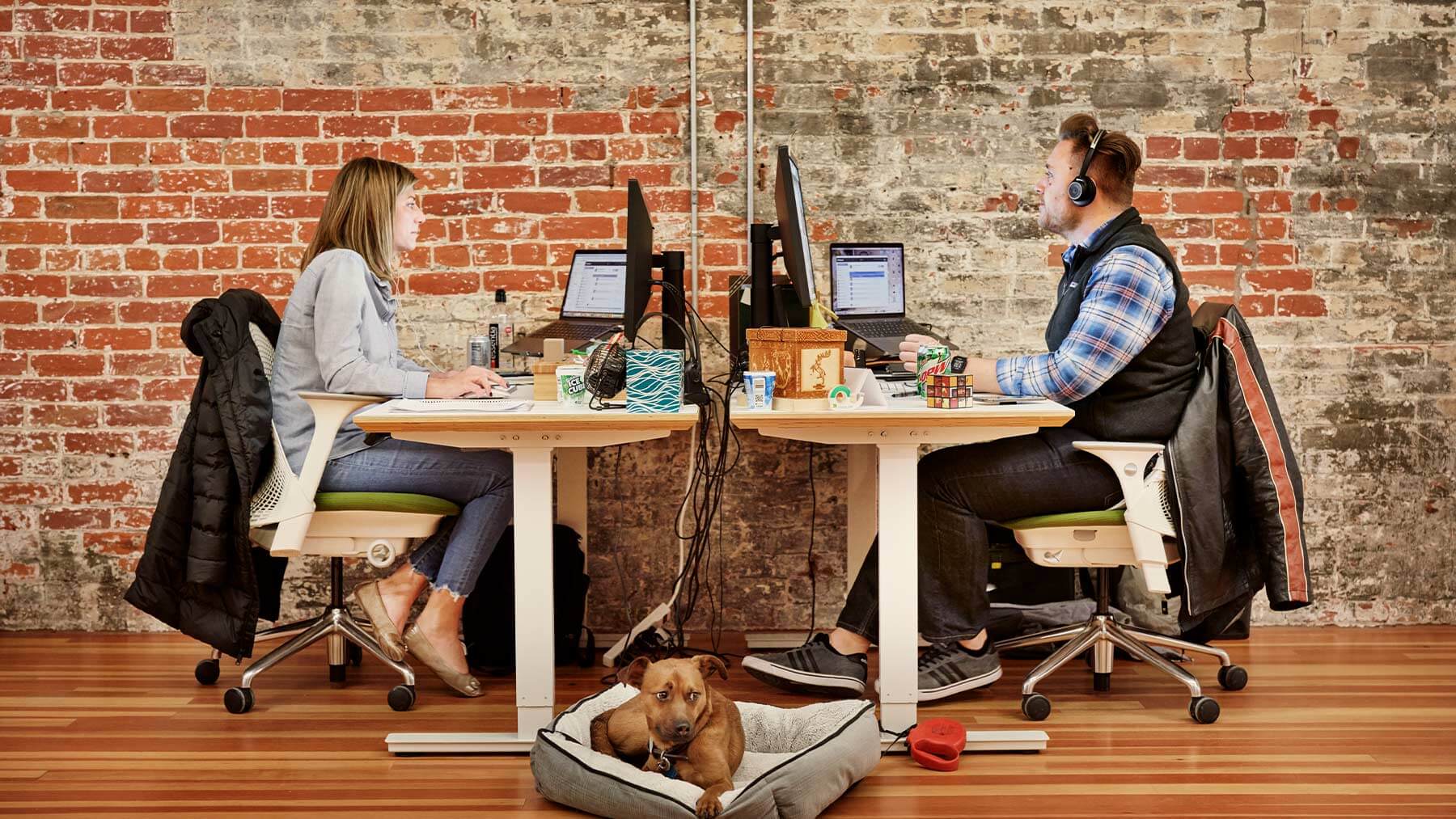 Två personer sitter och jobbar på ett kontor. På golvet bredvid dem ligger en hund.