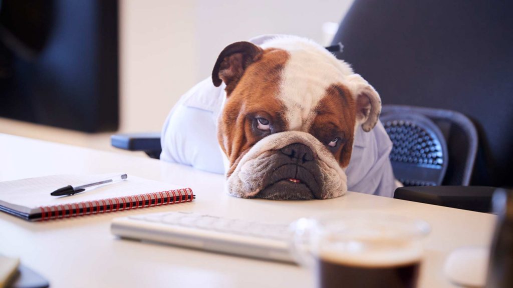 En bulldog lutar huvudet mot ett skrivbord och ser deprimerad ut.
