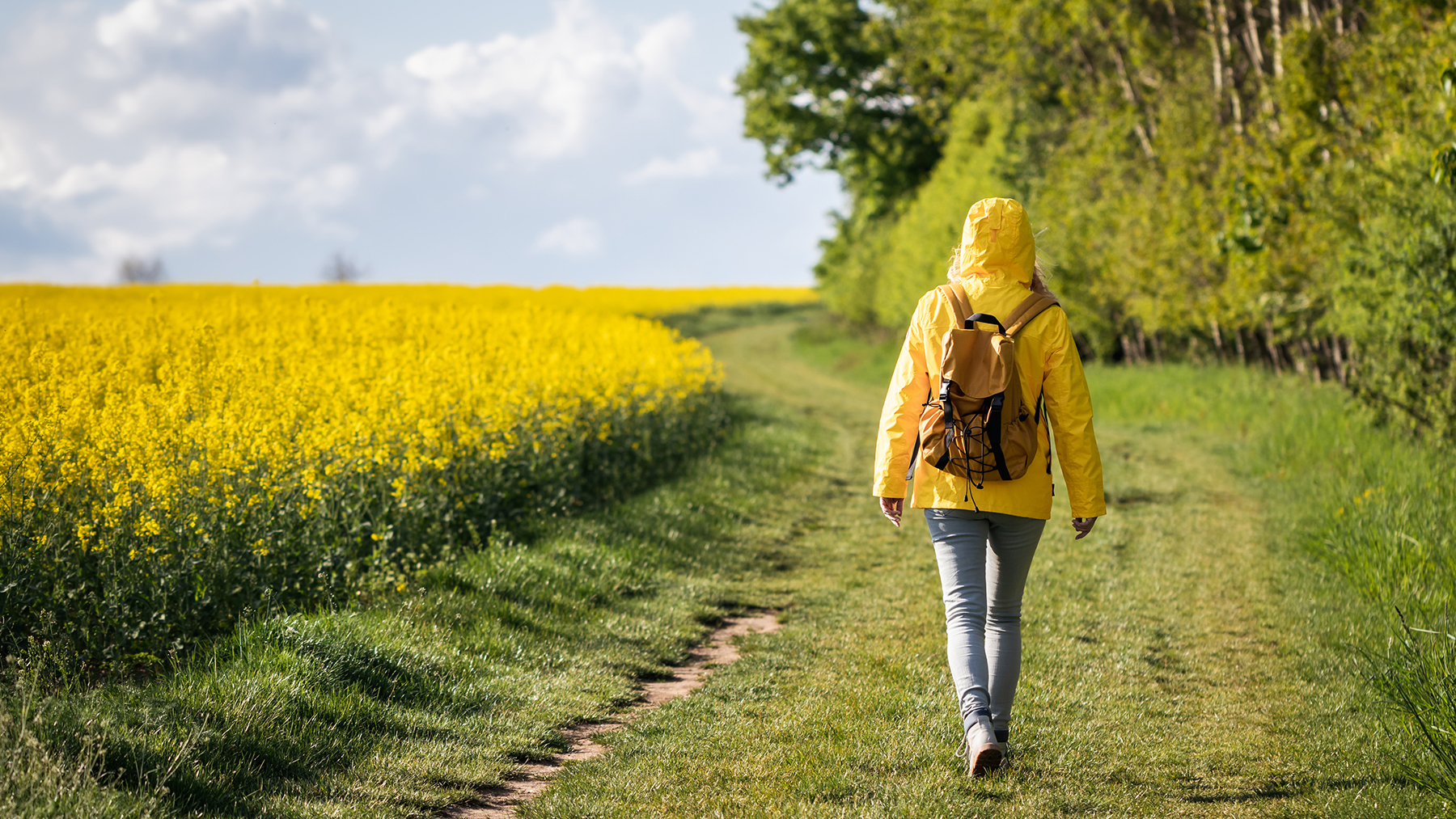 Person som promenerar längs med ett fält med gula blommor